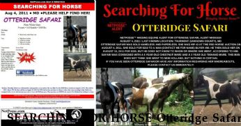 SEARCHING FOR HORSE Otteridge Safari, Near Thurmont, MD, 21788
